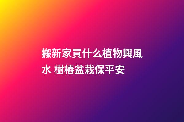 搬新家買什么植物興風水 樹樁盆栽保平安